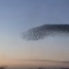 Massachusetts Institute of Technology video - image of birds flocking