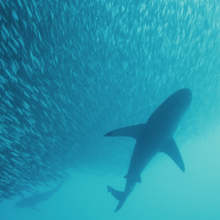 Fish schooling from National Geographic video