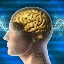 Image of brain from detechter.com