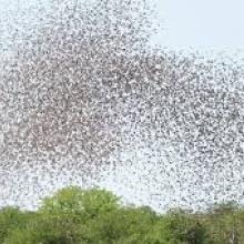 Image of bird flock from linkedin.com