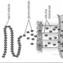 Image of sugar moving into bloodstream from MIT Biograph materials