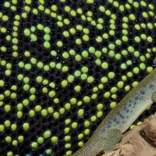 Image from https://phys.org/news/2017-04-lizard-biology-mathematics.html