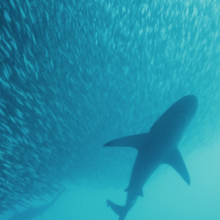 Tiburón en medio de un cardumen de peces en el fondo del océano