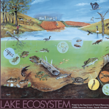 Lake ecosystem