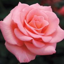 photo of rose