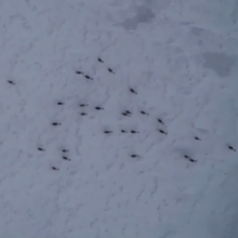 caribous migrating