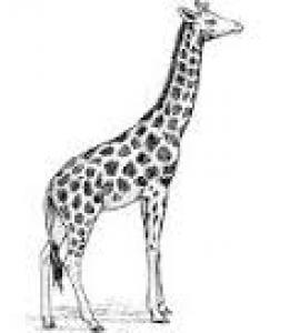 Clip art image of giraffe